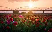 The Sun Chose One Photograph by Keigo Tatara
