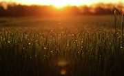 The Sun Rises Above a Grain Field Photograph by Kai Pfaffenbach