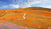 The Trail Through The Poppies Photograph by Endre Balogh The Trail Through The Poppies Photograph by Endre Balogh