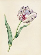 The Tulip Painting by James Ackerman The Tulip Painting by James Ackerman