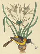 The Yellow And Black Pye Painting by Mark Catesby The Yellow And Black Pye Painting by Mark Catesby