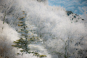 Thick Hoarfrost Photograph by Mark Duehmig Thick Hoarfrost Photograph by Mark Duehmig