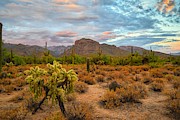 Thimble Peak and Cholla from Sabino Canyon, Tucson Photograph by Chance Kafka