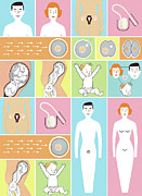 This is How a Baby is Made Drawing by CSA Images