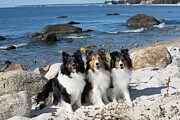 Three Shetland Sheepdog Females Sitting On Sand Dunes By Photograph by Lynn M Stone / Naturepl.com