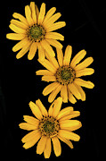 Three Sunflowers Photograph by Jeff Phillippi Three Sunflowers Photograph by Jeff Phillippi