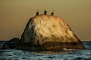 Three tenors Photograph by Robert Grac