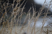 Through the Grasses Photograph by Bonnie Bruno