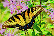 Tiger Swallowtail Butterfly Photograph by Meta Gatschenberger