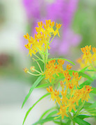 Tiny Orange Flowers Photograph by Toni Hopper