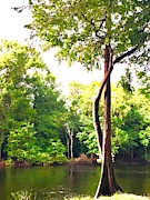 Together by the River  Photograph by Carol Riddle
