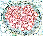 Tomato Root Photograph by Science Photo Library