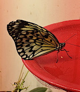 Torn Butterfly Photograph by Portia Olaughlin