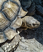 Tortoise Photograph by Minnie Gallman Tortoise Photograph by Minnie Gallman