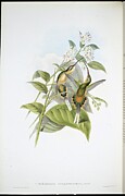 Train Bearing Hermit Phaethornis Syrmatophorus Hand Coloured Litho Drawing by John Gould