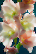 Translucence Photograph by Linda Bonaccorsi