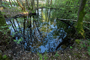 Tree Canopies Reflected In An Ice-age Pond, Shawbury Heath Photograph by Will Watson / Naturepl.com Tree Canopies Reflected In An Ice-age Pond, Shawbury Heath Photograph by Will Watson / Naturepl.com