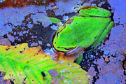 Tree Frog In Water With Bacteria Causing Iridescent Sheen Photograph by Andres M. Dominguez / Naturepl.com Tree Frog In Water With Bacteria Causing Iridescent Sheen Photograph by Andres M. Dominguez / Naturepl.com