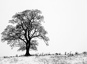 Tree In Snow Photograph by Shelly Chapman