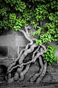Tree in the city Photograph by Robert Grac
