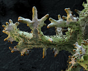Tree Lichen Photograph by Meckes/ottawa