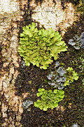 Tree Lungwort Crinan Wood, Crinan, Argyll, Scotland, Uk Photograph by Niall Benvie / Naturepl.com Tree Lungwort Crinan Wood, Crinan, Argyll, Scotland, Uk Photograph by Niall Benvie / Naturepl.com