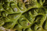 Tree Lungwort Lichen Close Up, Kyle Of Lochalsh, Scotland. Photograph by Alex Hyde / Naturepl.com