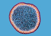 Tree-of-heaven Stem Photograph by Science Photo Library