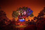 Tree of Life Awakenings Show Photograph by Mark Andrew Thomas Tree of Life Awakenings Show Photograph by Mark Andrew Thomas