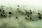 Trees peeking through the fog at sunrise Photograph by Leslie Struxness Trees peeking through the fog at sunrise Photograph by Leslie Struxness