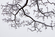 Trees Covered In Winter Snow In Ambleside, Cumbria, Uk. Photograph by Ashley Cooper / Naturepl.com