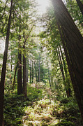 Trees Growing In Forest At Muir Woods National Monument Photograph by Cavan Images