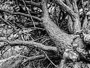 Trees, Leaning Photograph by Edward Lee