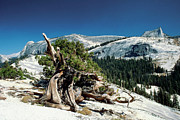 Trees On A Mountain, Yosemite National Photograph by Medioimages/photodisc