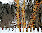 Trees Shedding Their Skin Photograph by Linda Stern
