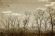 Treescape In Sepia Photograph by Cathy Kovarik Treescape In Sepia Photograph by Cathy Kovarik