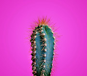 Trendy neon cactus closeup over bright pink pastel background. C Photograph by Jelena Jovanovic