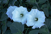 Triple Datura Photograph by Tom Daniel