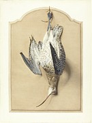 Trompe Loeil A Curlew Hanging From A Nail Drawing by Edouard Travies Trompe Loeil A Curlew Hanging From A Nail Drawing by Edouard Travies