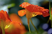Tropaeolum Majus 'alaska Series' Photograph by Science Photo Library