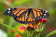 Tropical Milkweed Butterfly Jardin Botanico del Quindio Calarca  Photograph by Adam Rainoff