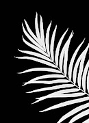 Tropical Palm Leaf #2 #botanical #decor #art Photograph by Anitas and Bellas Art