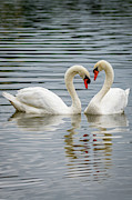 True Love Photograph by Robert J Wagner