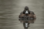 Tufted Duck, Aythya Fuligula, Female Photograph by Sarah Darnell