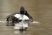Tufted Duck, Aythya Fuligula, Male Photograph by Sarah Darnell