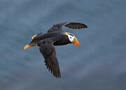 Tufted Puffin Adult In Breeding Plumage, In Flight, St. Photograph by Marie Read / Naturepl.com