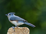 Tufted Titmouse Photograph by DB Hayes