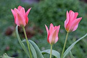 Tulipa Kaufmanniana 'fashion' Flowers Photograph by Science Photo Library