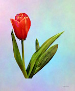 Tulips - Single Red Tulip Photograph by Susan Savad Tulips - Single Red Tulip Photograph by Susan Savad
