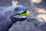 Turtle Photograph by Thomas Schroeder Turtle Photograph by Thomas Schroeder